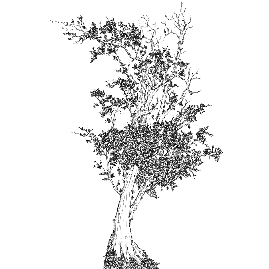 Baum - Tuschezeichnung, INK, Artwork auf Papier